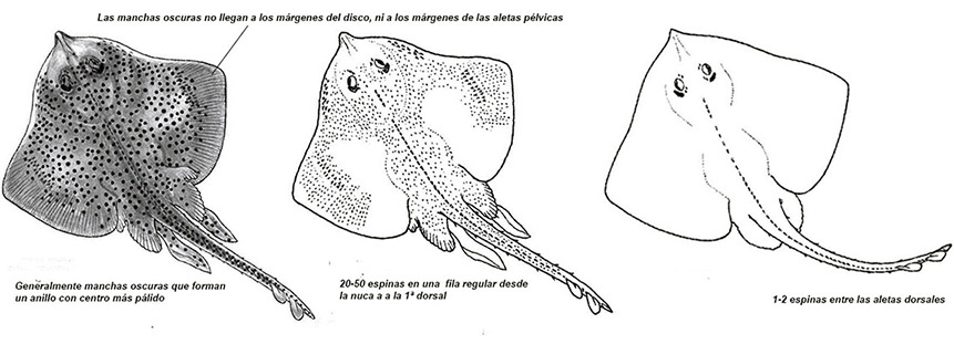 Raja montagui01.jpg
